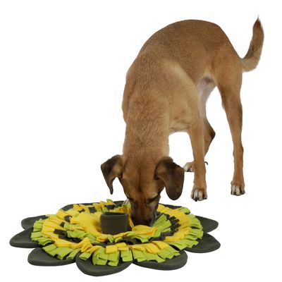 Chien reniflant un tapis de fouille en tissu vert et jaune, forme fleur, sur fond blanc. Tapis avec franges visibles pour cacher des friandises ou croquettes.