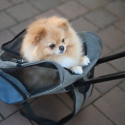 Kleine Transporttasche mit Rollen, geeignet für Haustiere. Tasche aus grauem Stoff mit Netzfenster und Teleskopgriff.