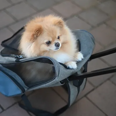 Kleine transporttas met wieltjes, geschikt voor huisdieren. Tas van grijze stof met netraam en telescopische handgreep.