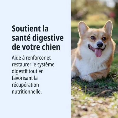 Soutient la santé digestive de votre chien. Aide à renforcer et à restaurer le système digestif, tout en favorisant la récupération nutritionnelle.