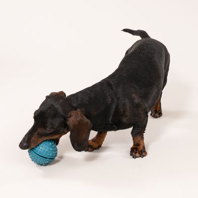 kooa gumowa piłka na smakołyki, do pielęgnacji zębów