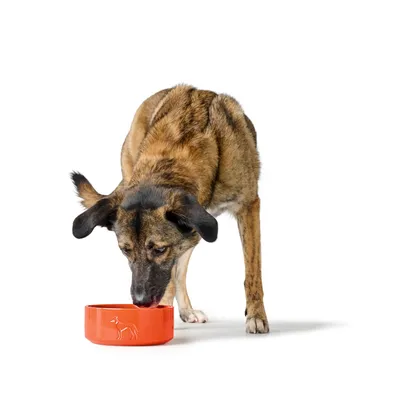 Hund trinkt aus einem orangefarbenen Napf mit geprägtem Hundemotiv.