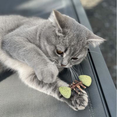 Grijze kat speelt met een speelgoed van hout en groen vilt. Het speelgoed heeft de vorm van een tak.