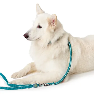 Chien blanc allongé portant une laisse turquoise en tissu avec mousqueton métallique, laisse attachée à un collier assorti. Aucun texte ou marque visible.