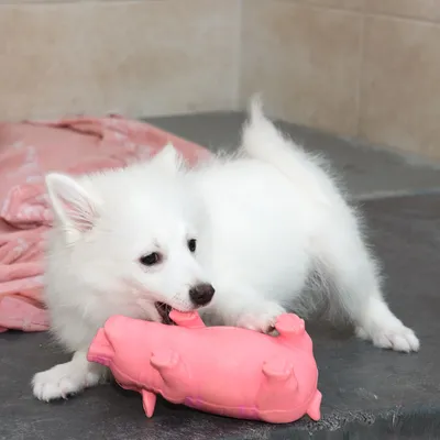 Câine alb se joacă cu o jucărie roz în formă de porc. Demonstrație de utilizare a unei jucării pentru animale de companie.