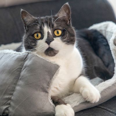 beeztees kattenbed Baboo