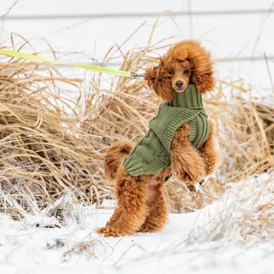Rukka Wooly Maglioncino per cani , oliva Rukka Wooly Maglioncino per cani , oliva