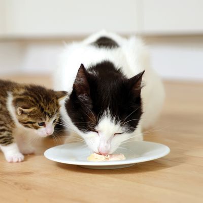 Catit Creamy Cups 4 x 25 g
