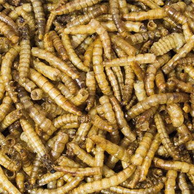 JR Farm мучные черви с дополнительным протеином