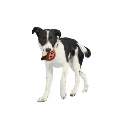 Bark zabawka dla psa Wild Boris