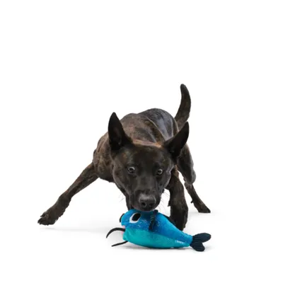 Bark Gioco per cane Pesce gatto Claude - ca. L 24 x P 19 x H 11,4 cm