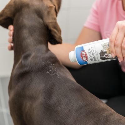 Persona applica Trixie Trocken Shampoo in polvere sul dorso di un cane marrone. Etichetta visibile con immagine di cane e gatto.