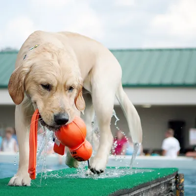 Hund mit orangefarbenem Wasserspielzeug im Maul, steht auf einer Plattform mit Wasser spritzend.