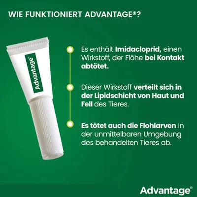 Advantage enthält Imidacloprid, tötet Flöhe bei Kontakt, verteilt sich in der Lipidschicht von Haut und Fell und tötet auch Flohlarven in der Umgebung des behandelten Tieres ab.