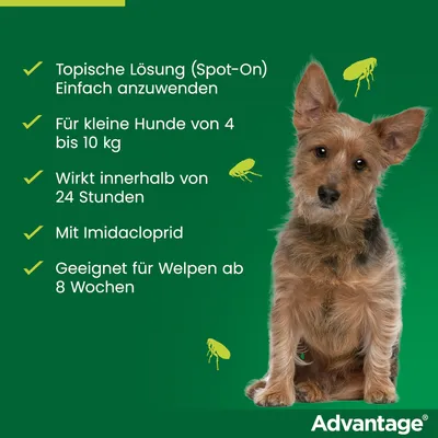 Advantage Spot-On Lösung für kleine Hunde von 4 bis 10 kg. Wirkt innerhalb von 24 Stunden, enthält Imidacloprid, geeignet für Welpen ab 8 Wochen.