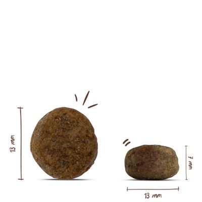 Zwei runde Kroketten mit Maßangaben: Durchmesser 13 mm, Höhe ca. 7 mm.