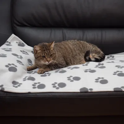 Rjava tigrasta mačka leži na beli odeji z sivimi odtisi tačk, razprostrti na črnem usnjenem kavču.