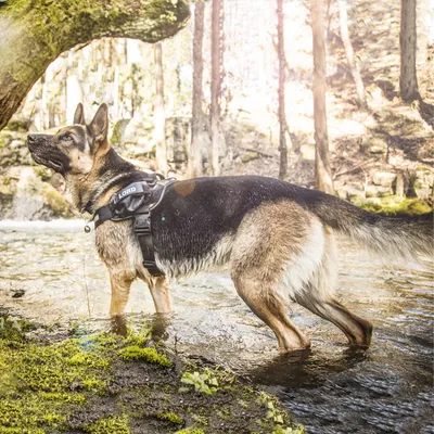 Saksanpaimenkoira ulkona vedessä, päällään mustat valjaat, joissa lukee LORD. Valjaissa näkyy metallisia ja muovisia osia.