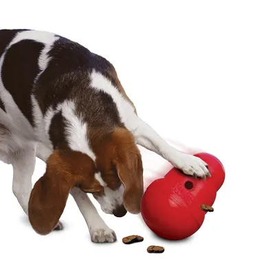 Hund spielt mit rotem KONG-Spielzeug, aus dem Leckerlis herausfallen.