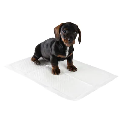 Liten hund sitter på en vit, absorberande träningsmatta för valpar.