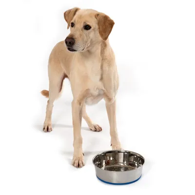 Cane accanto a una ciotola in acciaio inox con bordo blu, adatta per cibo o acqua.