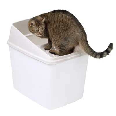 Katzentoilette mit Einstieg von oben, braune Katze demonstriert Nutzung. Weisser Behälter mit perforierter Oberfläche für Hygiene.