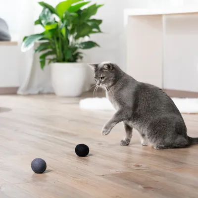 Grå katt leker med två filtbollar på ett trägolv. I bakgrunden en grön krukväxt och möbler.