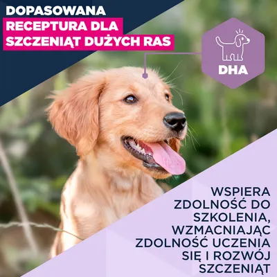 Eukanuba Premium Nutrition Puppy Large & Giant Breed, jagnięcina i ryż - 12 kg
