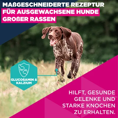Eukanuba Premium Nutrition Adult Large & Giant Breed losos - 12 kg