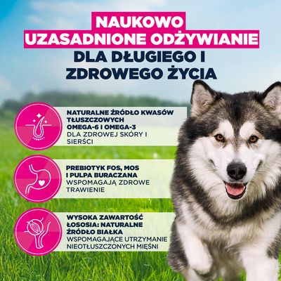 Eukanuba Premium Nutrition Adult Large & Giant Breed, łosoś - 2 x 12 kg