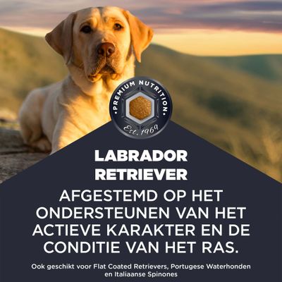 Labrador Retriever. Afgestemd op het actieve karakter en de conditie van het ras. Ook geschikt voor Flat Coated Retrievers, Portugese Waterhonden en Italiaanse Spinone.