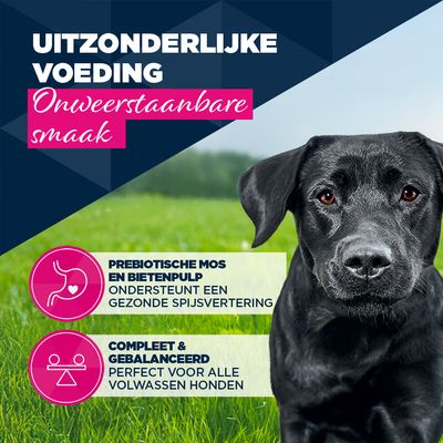 Uitzonderlijke voeding, onweerstaanbare smaak. Prebiotische MOS en bietenpulp ondersteunen een gezonde spijsvertering. Compleet & evenwichtig, perfect voor alle volwassen honden.