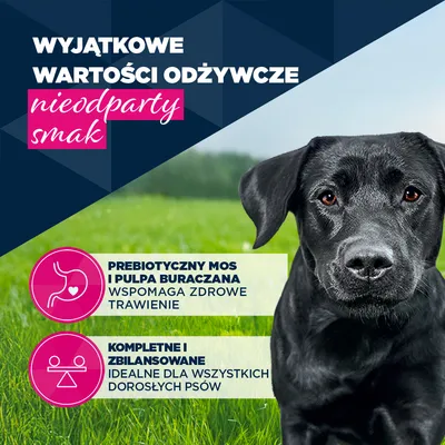 Eukanuba Adult, wołowina z dynią - 6 x 400 g