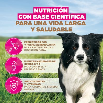 Eukanuba Grain Free Adult Small & Medium con pollo - Pack % - 2 x 12 kg 