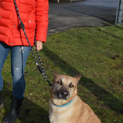 Persoon in rode jas houdt een hond aan een zwart-wit gevlekte lijn. De hond draagt een blauwe halsband en staat op een grasveld.