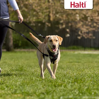 Chien en laisse avec harnais Halti, logo Halti visible en haut à droite. Le chien marche sur l’herbe accompagné d’une personne tenant la laisse.