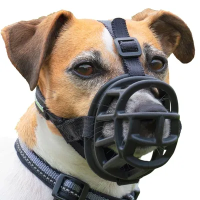 Hond met zwarte kunststof muilkorf en verstelbare halsband, toont pasvorm en materiaal van het product.