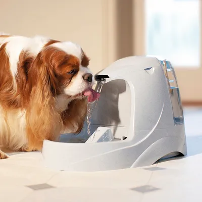 Куче пие от сив фонтан за вода с течаща вода. Продуктът показва функцията на фонтан за домашни любимци.