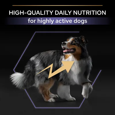 HIGH-QUALITY DAILY NUTRITION for highly active dogs (teksti englanniksi), kuvassa koira ja nuoligrafiikka HIGH-QUALITY DAILY NUTRITION for highly active dogs (teksti englanniksi), kuvassa koira ja nuoligrafiikka