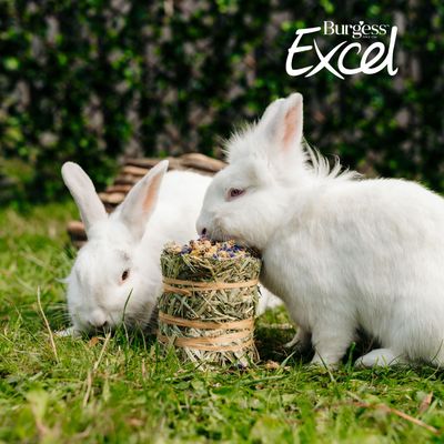 Burgess Excel Forage & Feast Mini Bale with Rosehip - 100g