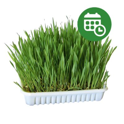30% reducere! Iarbă pentru rozătoare
