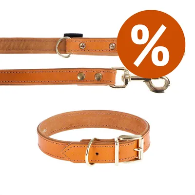 Guinzaglio e collare in cuoio marrone con fibbie metalliche, simbolo percentuale bianco su sfondo arancione che indica offerta o sconto visibile nell'immagine. Guinzaglio e collare in cuoio marrone con fibbie metalliche, simbolo percentuale bianco su sfondo arancione che indica offerta o sconto visibile nell'immagine.