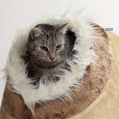 Grey cat sitting in a brown, plush cat bed with a white faux fur rim. Grey cat sitting in a brown, plush cat bed with a white faux fur rim.