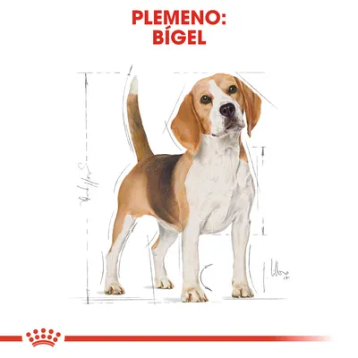 Ilustrácia psa s nápisom „Plemeno: Bígel“ v hornej časti obrázka, technické náčrty okolo postavy psa.