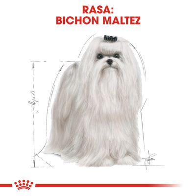 Imagine cu un câine din rasa Bichon Maltez, text vizibil: RASA: BICHON MALTEZ, fundal alb cu schiță de dimensiuni în jurul câinelui.