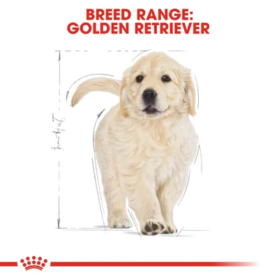 Teksti: BREED RANGE: GOLDEN RETRIEVER. Kuvassa golden retriever -pentu, taustalla mittaviivoja. Alareunassa punainen kruunu ja viiva.