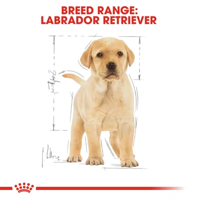 Royal Canin Labrador Retriever Puppy - 12 кг