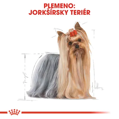 Text: PLEMENO: JORKŠÍRSKY TERIÉR. Ilustrácia psa plemena jorkšírsky teriér s dlhou srsťou a červenou mašľou na hlave.