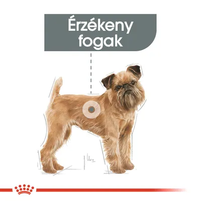 Barna kutya illusztráció, felette szürke mezőben a következő felirattal: Érzékeny fogak