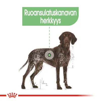 Kuvassa koira ja teksti: Ruoansulatuskanavan herkkyys. Vihreä ympyrä osoittaa vatsan alueen.
